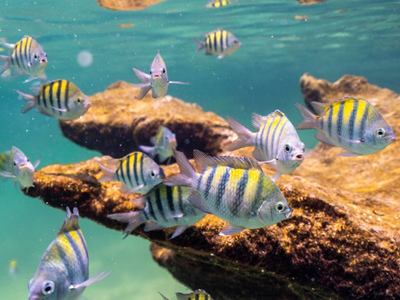 Entrada Yalkú Plus 3